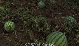 偷瓜吃的,夜幕下的偷瓜奇遇记