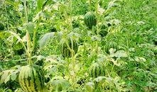 吃瓜群众板蓝根