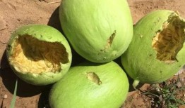 吃瓜不忘种瓜人,人生哲理与成长启示