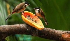 吃瓜的白鸟,揭秘娱乐圈的幕后故事