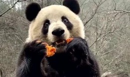 打架吃瓜的熊猫,围观群众“吃瓜”现场