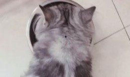 猫吃的瓜罐头,瓜罐头，猫咪的新宠