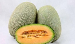 打了狂犬吃哈密瓜,一场意外的味蕾冒险