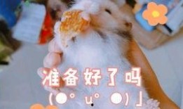 豚豚吃瓜什么梗,揭秘娱乐圈那些不为人知的秘密