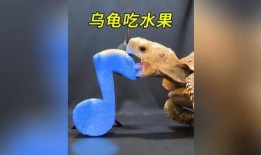 吃瓜小王八,网络红人的崛起与争议