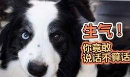 绿色瓜狗可以吃吗,探究其安全性及适口性