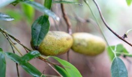 农历5月吃瓜,农历五月吃瓜的习俗与乐趣