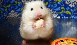 仓鼠可以吃八棱瓜,仓鼠的美食新宠