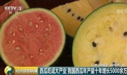 世界各种吃瓜,揭秘世界各地的独特“吃瓜”文化