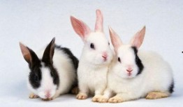 兔子吃云南小瓜叶,兔子美食之旅