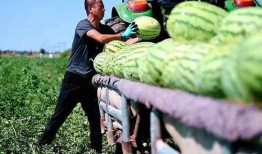 城南新区吃瓜事件,揭秘背后真相与网络舆论风暴