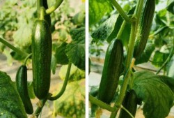 乳瓜可以热吃吗,热吃也能美味可口