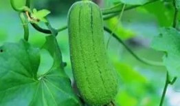 吃瓜三人组合,揭秘娱乐圈幕后风云