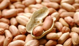 吃瓜花生老放屁,老放屁背后的趣味生活揭秘