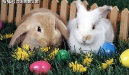 兔子吃云南小瓜叶,兔子美食之旅