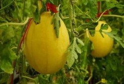 吃瓜黄玫瑰,网络红人的崛起与争议