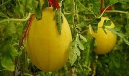 吃瓜黄玫瑰,网络红人的崛起与争议