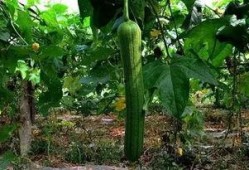 吃瓜没有丝瓜,揭秘日常生活中的趣味误会