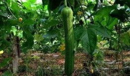 吃瓜没有丝瓜,揭秘日常生活中的趣味误会