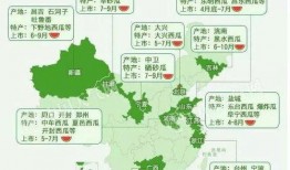 上海吃瓜地图,吃瓜群众的味蕾探险之旅