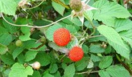 野瓜野果怎么吃,野瓜野果的多样食法探索