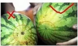 吃瓜福州网红,揭秘网络红人的魅力与争议