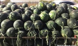 吃瓜交换栏,揭秘热门事件背后的八卦风云