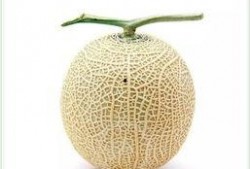 瓜岛上的吃瓜群众,揭秘吃瓜群众的日常