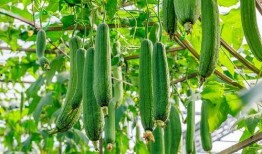 小瓜枝条怎么吃,意想不到的美味新吃法