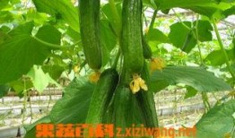 乳瓜可以热吃吗,热吃也能美味可口