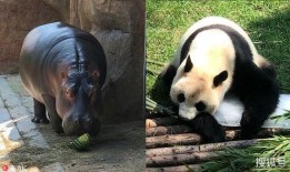 熊猫吃瓜陶艺,传统与现代的完美融合