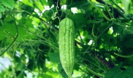 每天坐等吃瓜,揭秘现代人的“懒人”生活态度