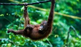 人猿吃瓜,揭秘原始人类饮食习惯的演变