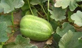 吃瓜刚摘的新瓜图片,新鲜出炉，一起来尝鲜！