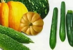 宴山亭吃瓜,一场别开生面的吃瓜盛宴