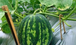 瓜江被吃,探寻神秘生物的餐桌传奇