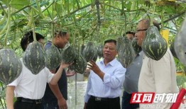 衡阳县吃瓜群众,揭秘当地热点事件背后的真相