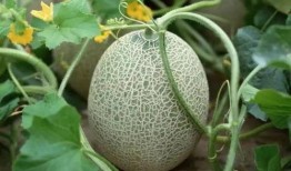 海南人吃瓜,瓜果飘香，尽享热带美食盛宴