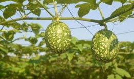 减肥期可以吃吊瓜吗吗,吊瓜——美味与健康的双重选择