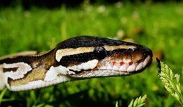 吃瓜 男人与蛇,男人与蛇的神秘邂逅