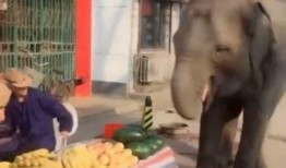 吃瓜兄弟大象,揭秘大象世界的趣味故事