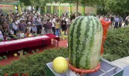 横市吃瓜比赛,一场吃瓜大赛的狂欢盛宴