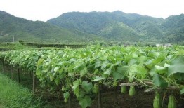 吃瓜叶,揭秘吃瓜叶的独特风味与营养价值