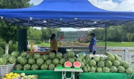 瓜岛上的吃瓜群众,揭秘吃瓜群众的日常