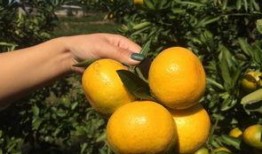 橘子吃瓜群众,吃瓜群众的趣味碰撞