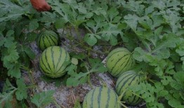 山西消防休息吃瓜,揭秘消防日常趣事