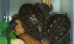 吃瓜小王八,网络红人的崛起与争议