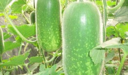 吃瓜网站大全,一网打尽娱乐圈最新动态