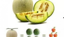 吃冰激凌瓜上火吗,冰激凌瓜，真的会上火吗？