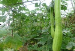 吃砍瓜去皮吗,砍瓜去不去皮？揭秘砍瓜食用前的正确处理方法